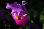 Beautiful purple, Brazilian Flower