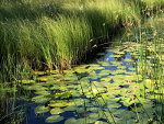 Sampson Pond near Whitefish, Montana