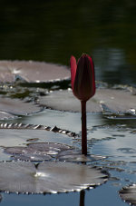 Beautiful water flower in Brazil