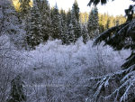 Frost covered trees and bushes in Idaho