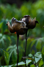 Flowers in Brazil