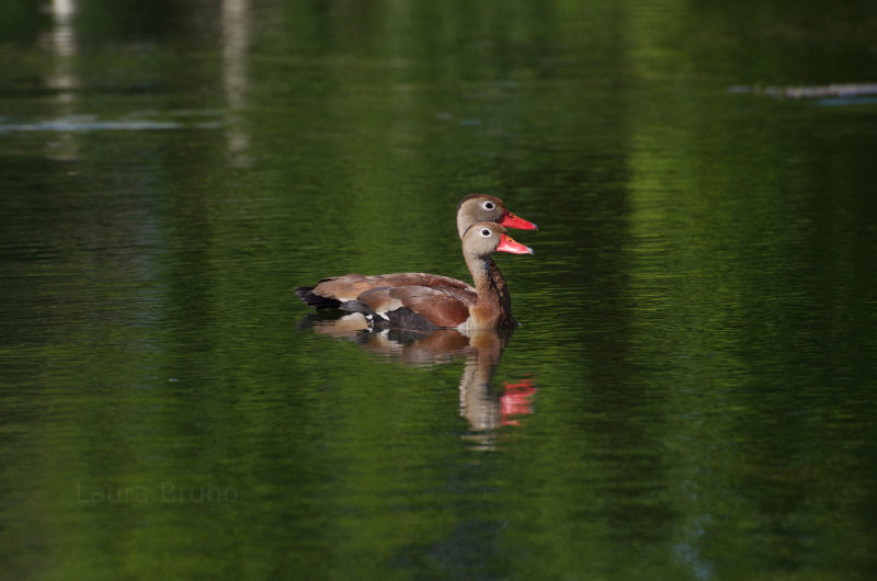 Ducks in Brazil