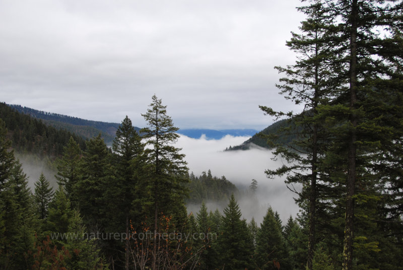 Forest and mountains of Montana