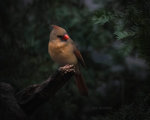 Cardinal in Lincoln, Nebraska