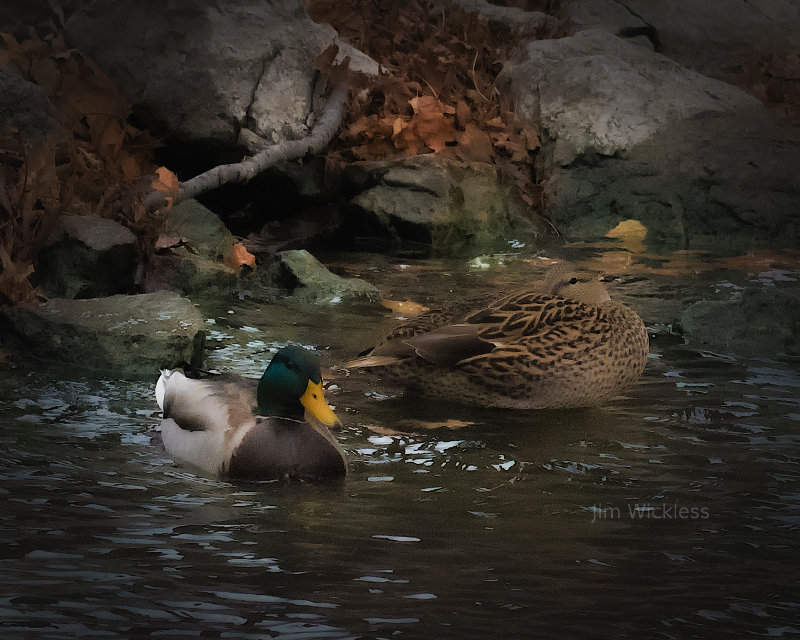 Mallards in Lincoln, Nebraska