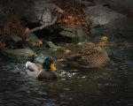 Mallards in Lincoln, Nebraska