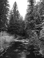 Black and White river and woods covered in frost.