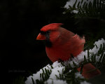 Big Red in Lincoln Nebraska