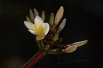 Beautiful flower in Brazil