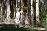 Kangaroos!