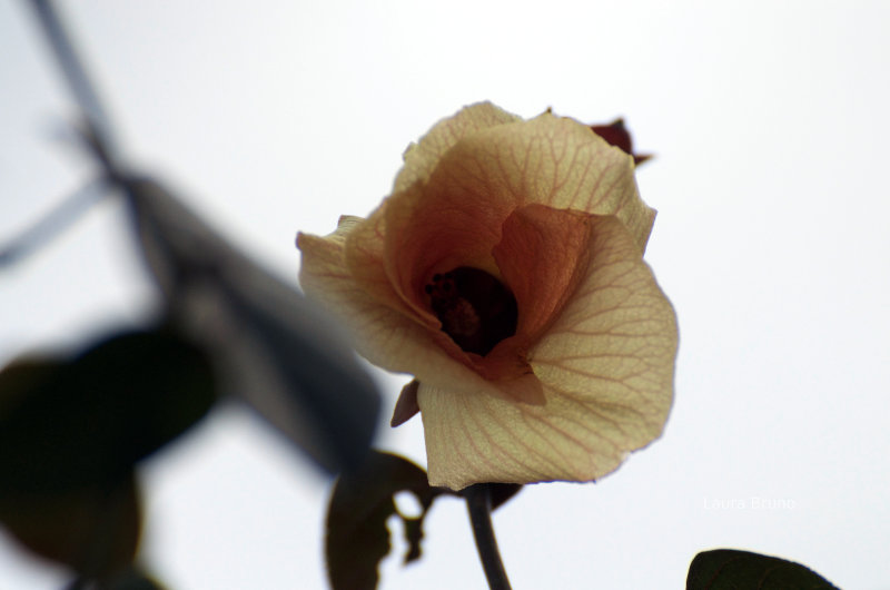 Beautiful Brazilian flower.