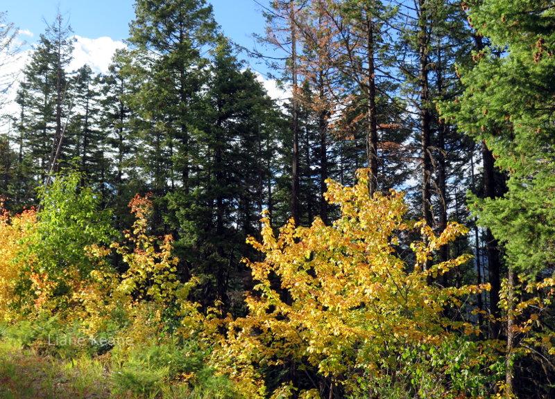 Fall foliage in Montana