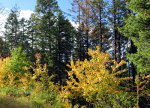 Fall foliage in Montana