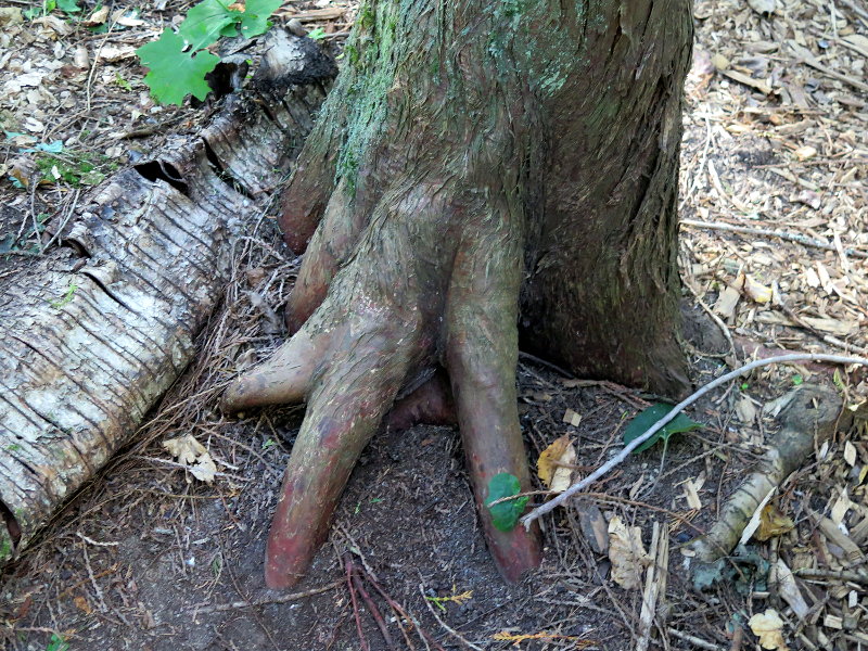 Tree on a hiking trail in Winlaw, BC