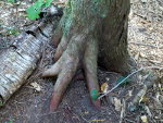 Tree on a hiking trail in Winlaw, BC