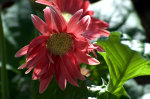 Beautiful red flowers