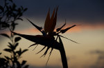 Flower Silhouette at Sunset in Brazil