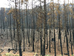 After a wildfire in Montana.