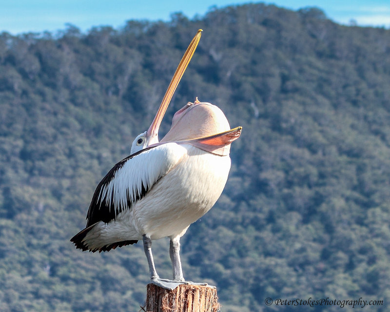 Bird in New Haven, Australia