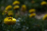 Beautiful flower in Brazil