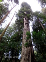 Redwoods in California