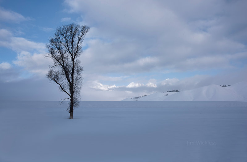 Tree in the snow in Grand Teton National Park