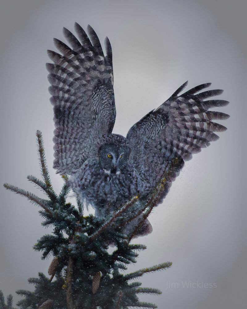 Great Gray Owl in Jackson Hole, WY
