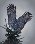 Great Gray Owl in Jackson Hole, WY