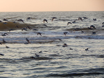 Migrating birds in Avalon, NJ