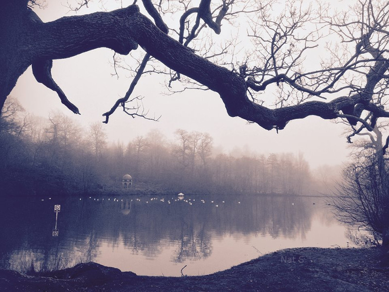 Misty Pond in West Sussex, England