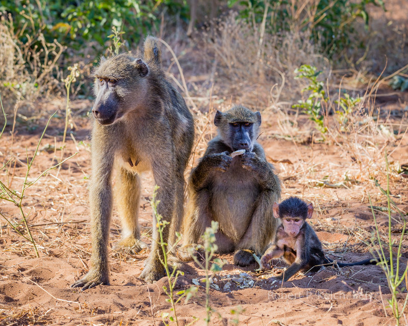 Baboons in Botswana