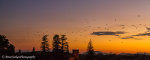 Bats at Sunset in Australia