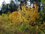 Fall Foliage in Montana