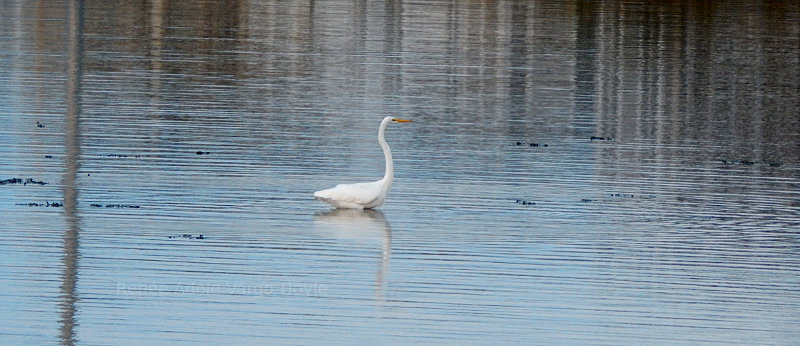 Crane on the water in Avalon, NJ