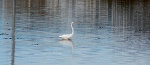 Crane on the water in Avalon, NJ