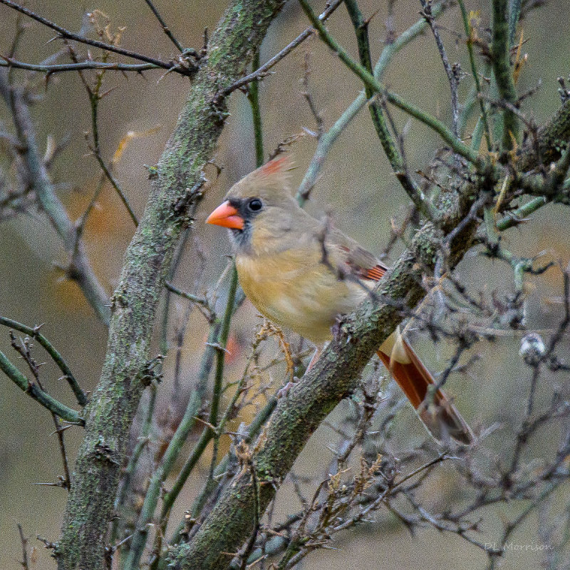 Cardinal in Texas