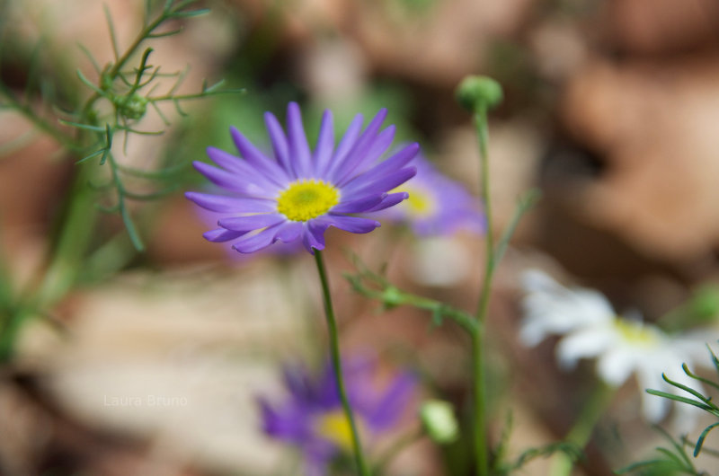 Beautiful purple flower