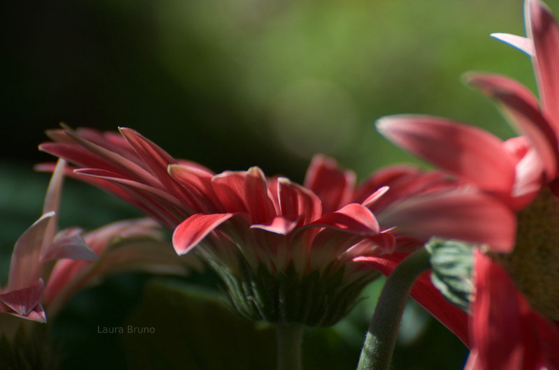 Beautiful Brazilian Flowers