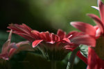 Beautiful Brazilian Flowers