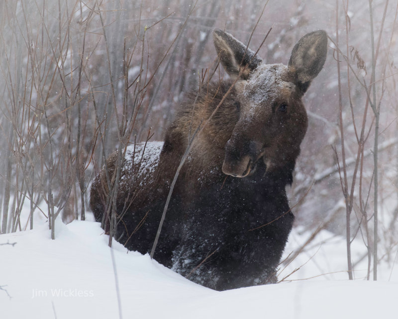 Moose in a snowstorm in Jackson Hole, WY