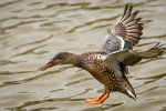 Duck in San Antonio, Texas