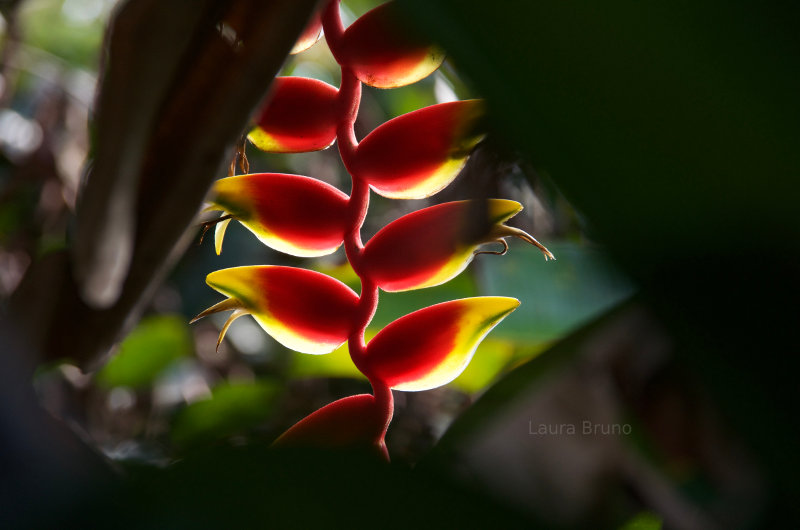 Beautiful Brazilian flowers