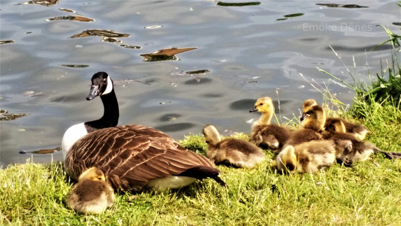 Canadian Goose in London