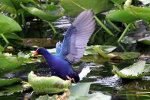 Purple Gallinule in Florida