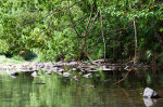 Beautiful stream in Brazil