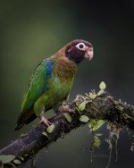 Parrot in Costa Rica