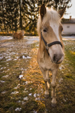 Beautiful horses in Slovenia