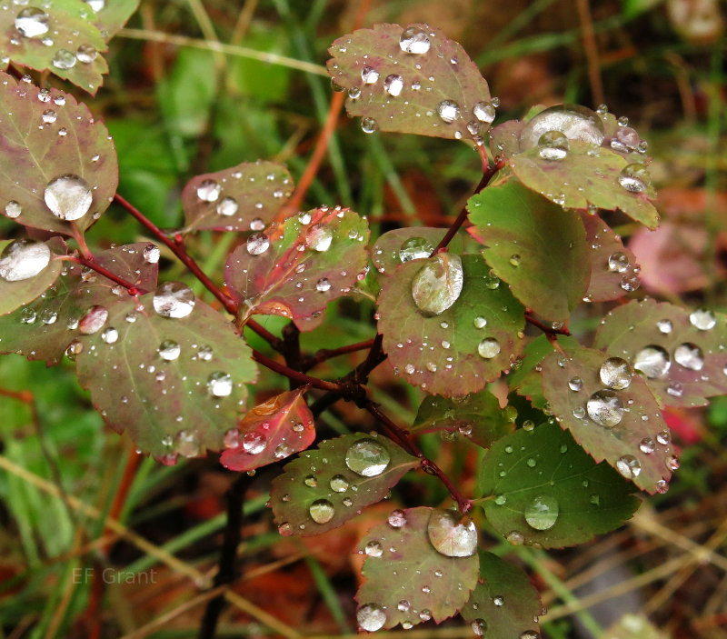 Water drops in Jackson, WY