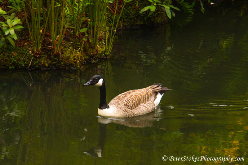 Canada Goose in the UK