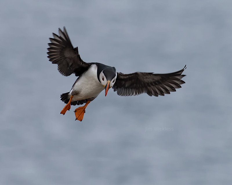 Puffin coming in for a landing at Elliston, Newfoundland, Canada